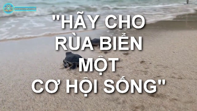 VIDEO: Thả rùa con về biển trên hòn Bảy Cạnh (Côn Đảo), hành động cực kỳ ý nghĩa để bảo tồn rùa biển