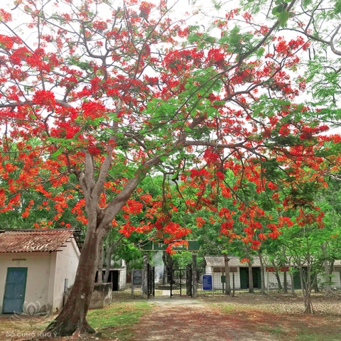 Côn Đảo mùa hoa phượng