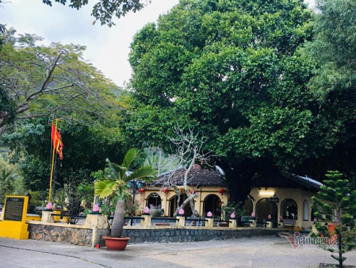Ba cây thị huyền thoại hơn 200 tuổi ở miếu Bà Phi Yến Côn Đảo