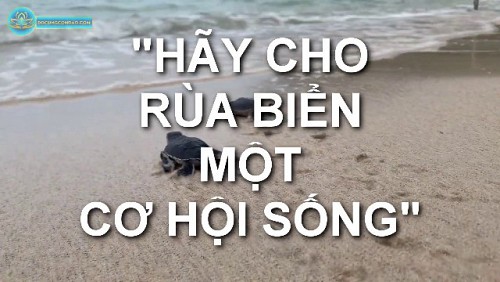 VIDEO: Thả rùa con về biển trên hòn Bảy Cạnh (Côn Đảo), hành động cực kỳ ý nghĩa để bảo tồn rùa biển